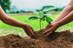 tree planting and ecosystems