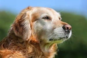 Palliative care for pets