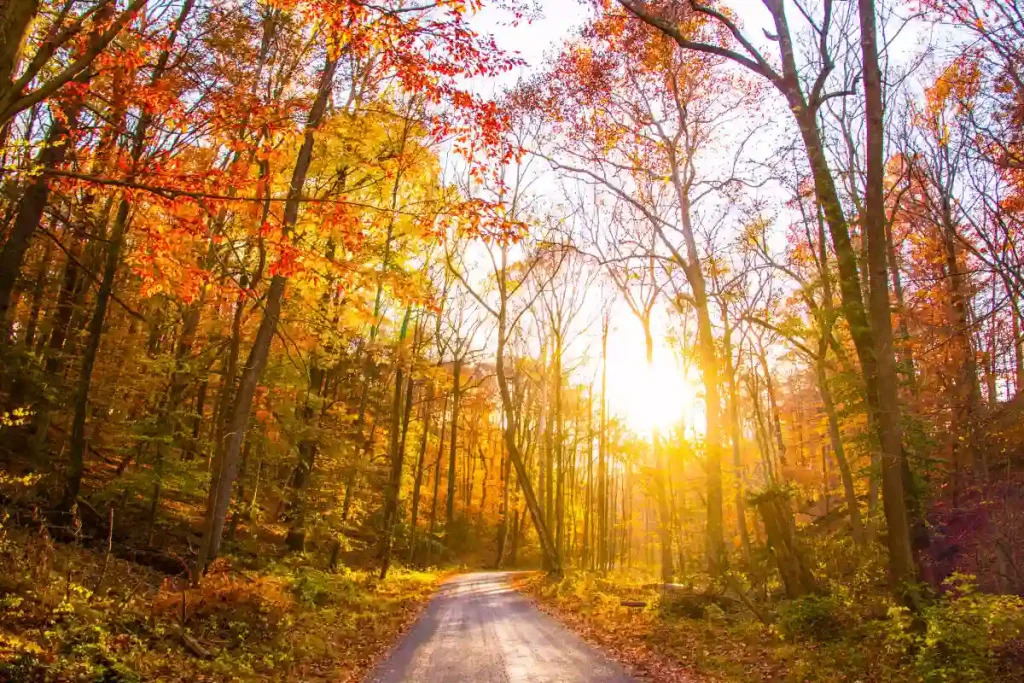 How to Plan a Bucks County Fall Foliage