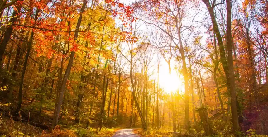 How to Plan a Bucks County Fall Foliage